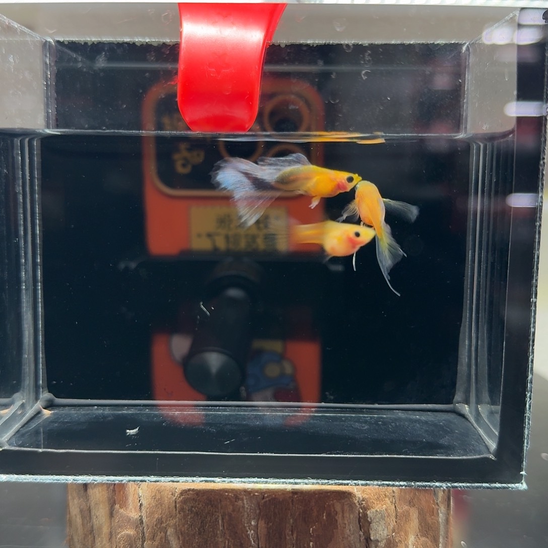 孔雀鱼玻璃猫孔雀鱼4