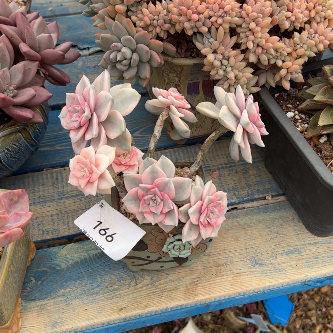 166多肉植物纤维维生素