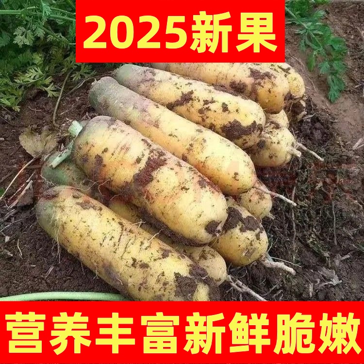 正宗老品种黄胡萝卜带泥中果可用于手抓饭饺子馅
