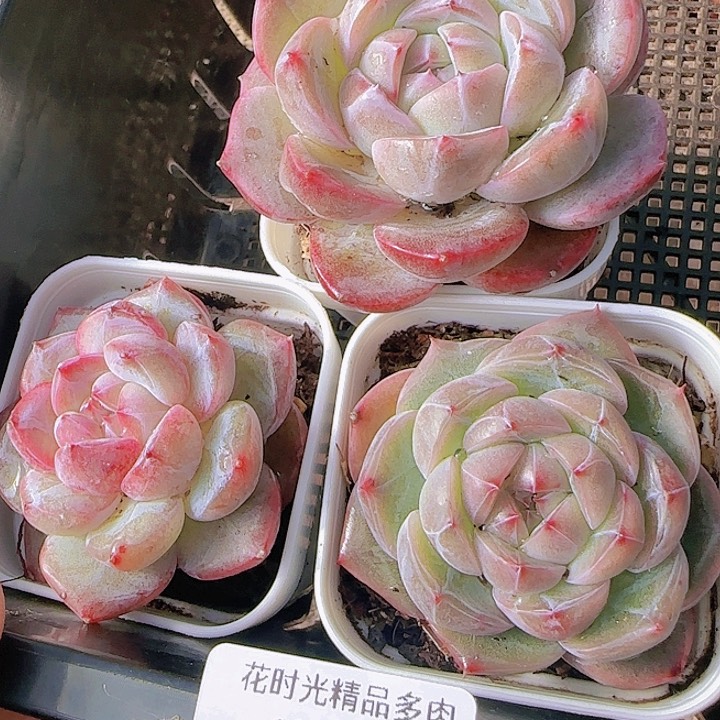 花时光精品多肉26