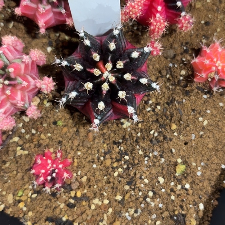 255-0809泰国发货多肉