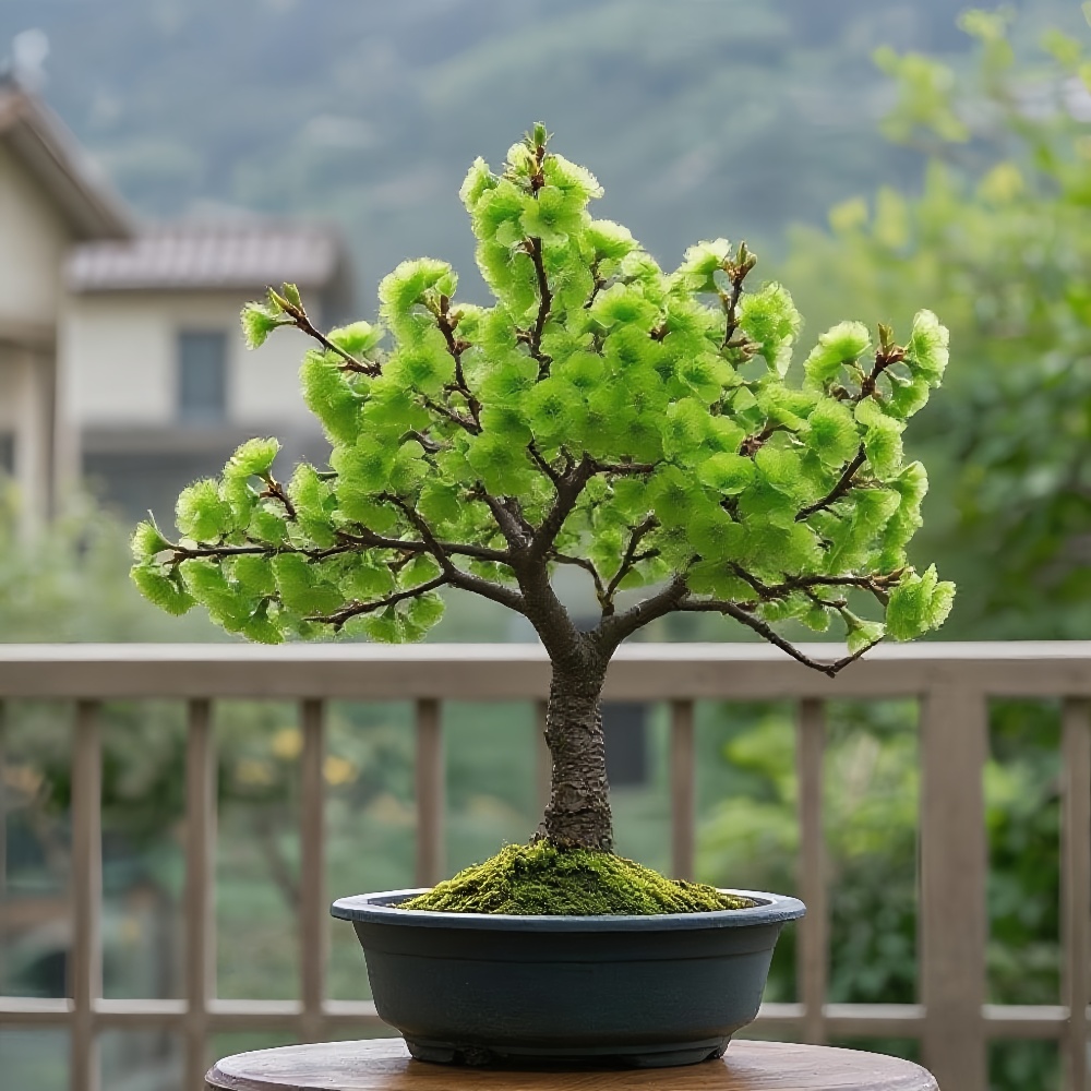 【带花苞】浓香腊梅树苗矮化盆栽四季开花室内外地栽耐寒热好养花卉