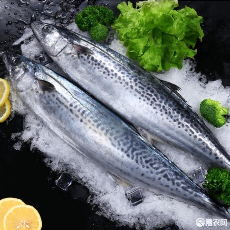 马鲛鱼  海鲜/海鱼以直播为准顺丰包鲜到家