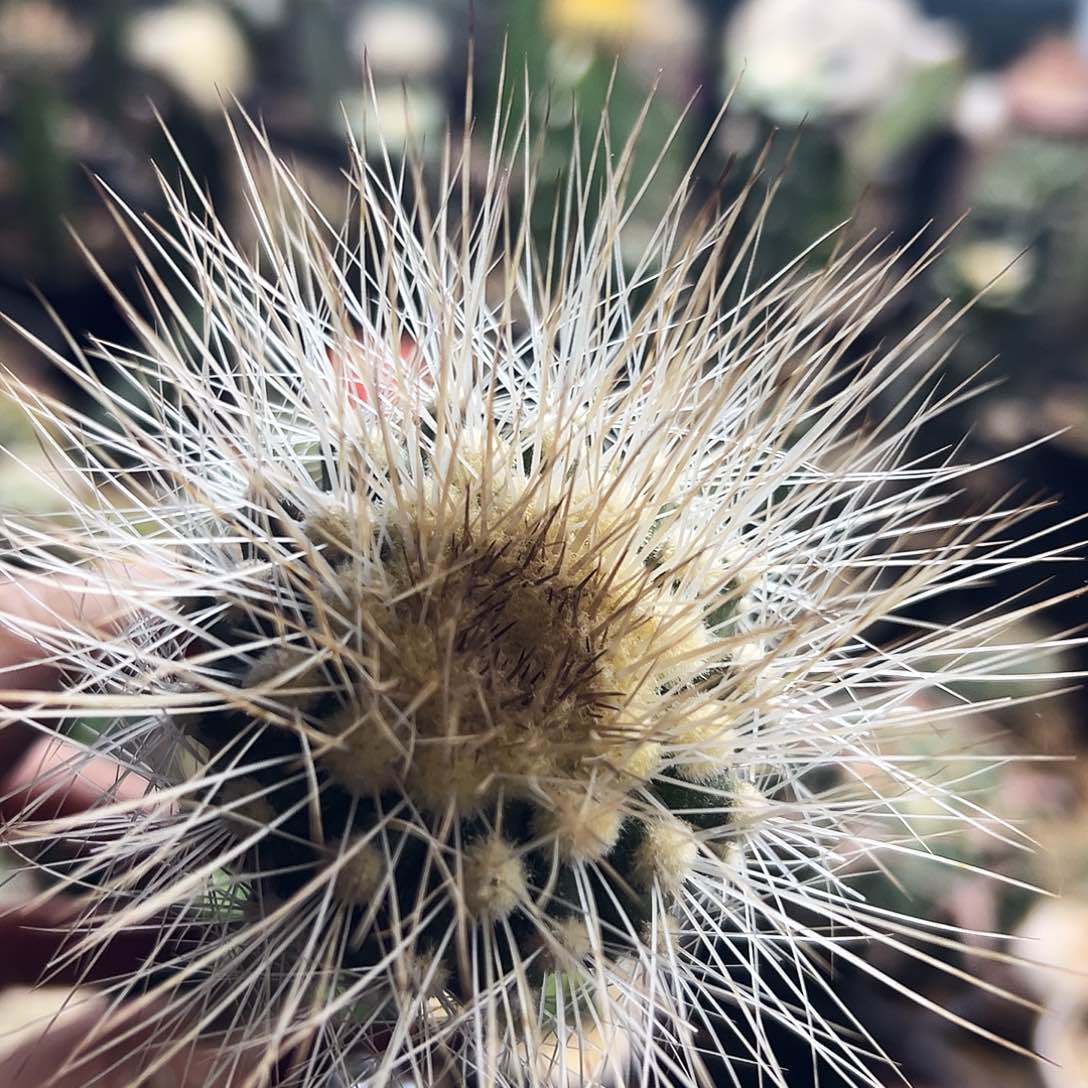 雷血丸仙人球111111111