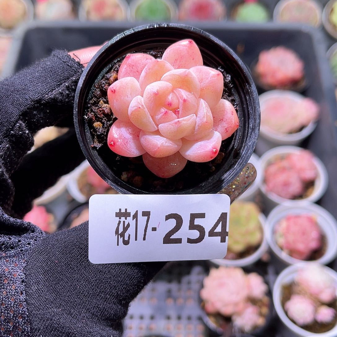 花利美17-254新品单头