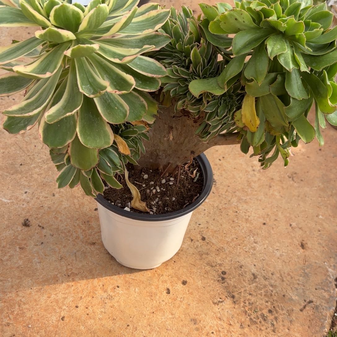 ?****?大叶绿玫瑰0624发货