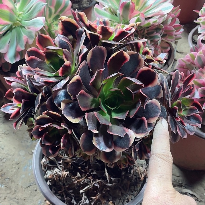 大颗欧佳丽一棵脱土