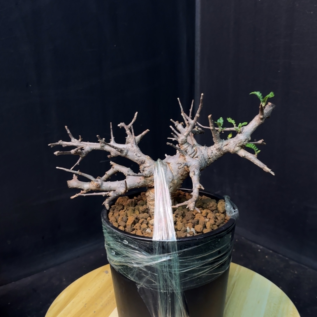 ****宁尼勒达乳香产地带盆