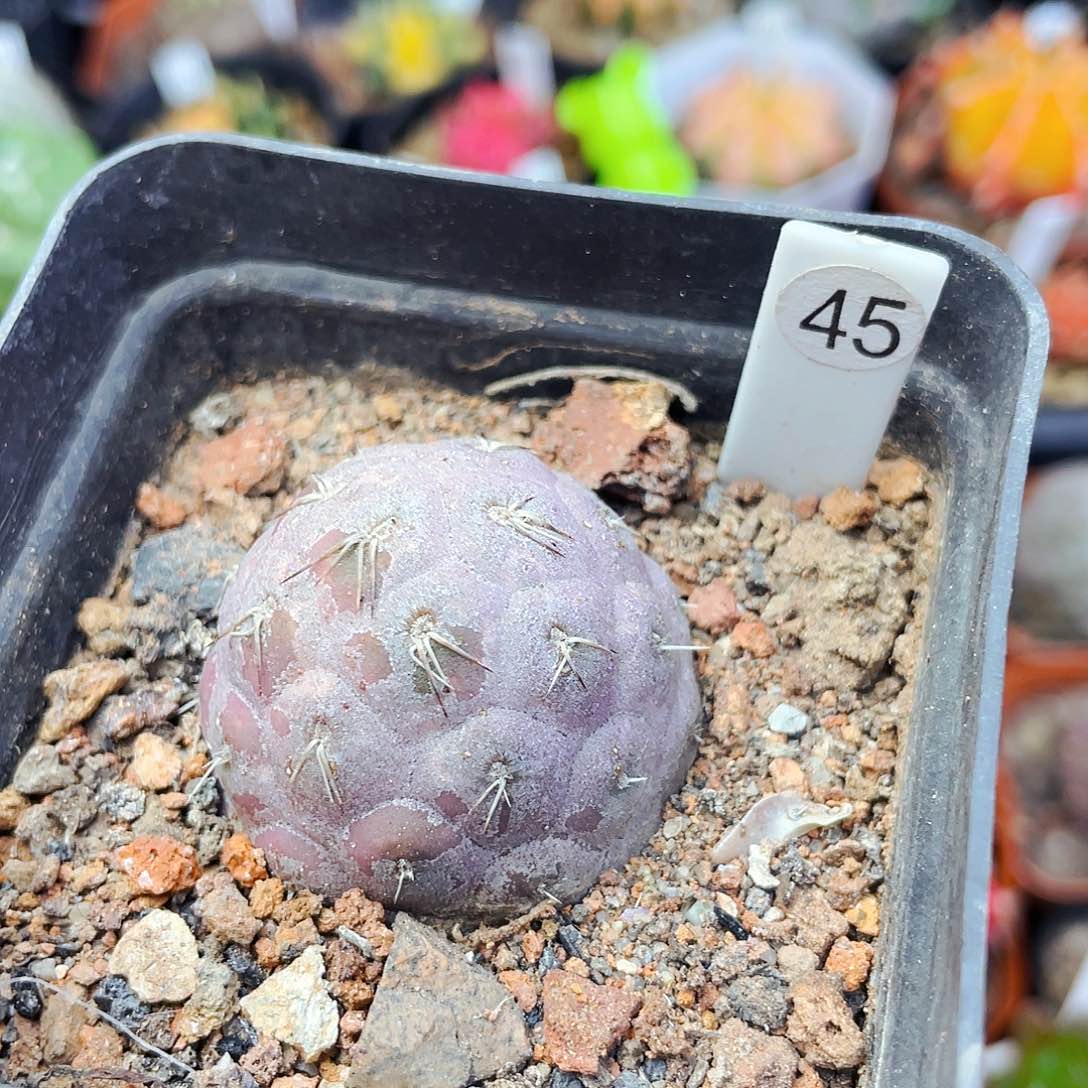 非偏远地区满25包邮仙人球