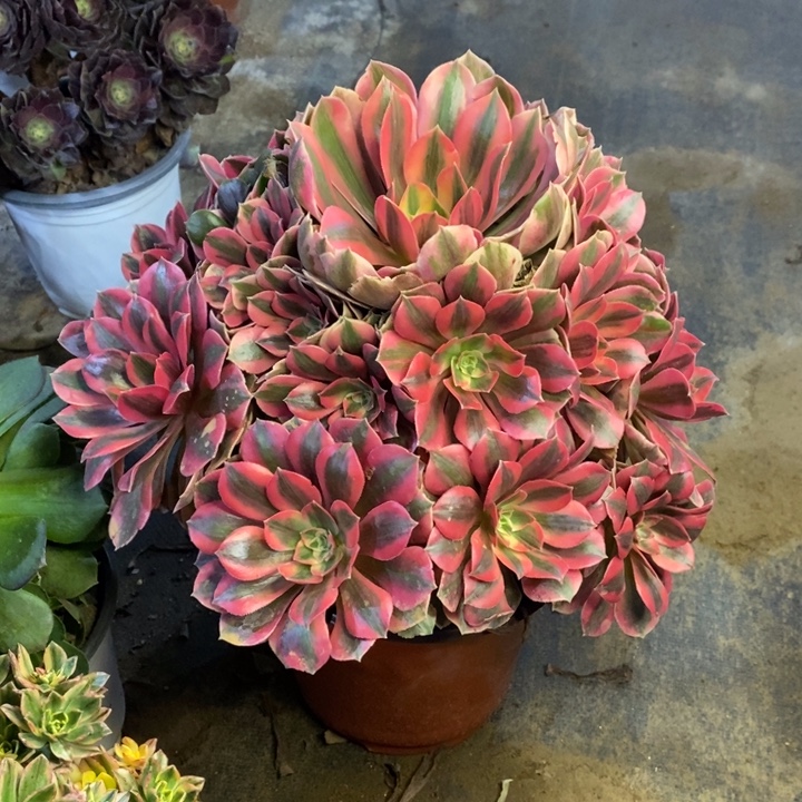 男神多肉断头不包1780