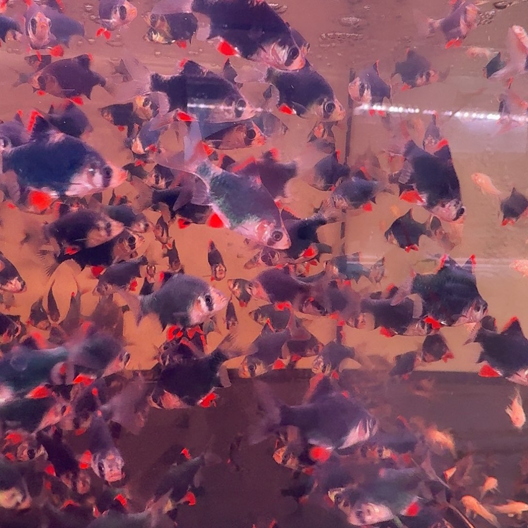 灯科鱼5条绿宝石+5条原色虎皮