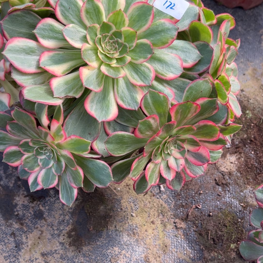 花***～172黑魔锦多肉多肉多肉