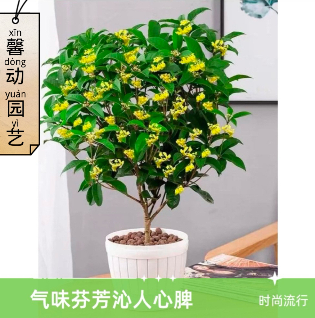 四季桂七年苗浓香型盆栽茶室耐寒好养室内外庭院阳台桂花盆栽