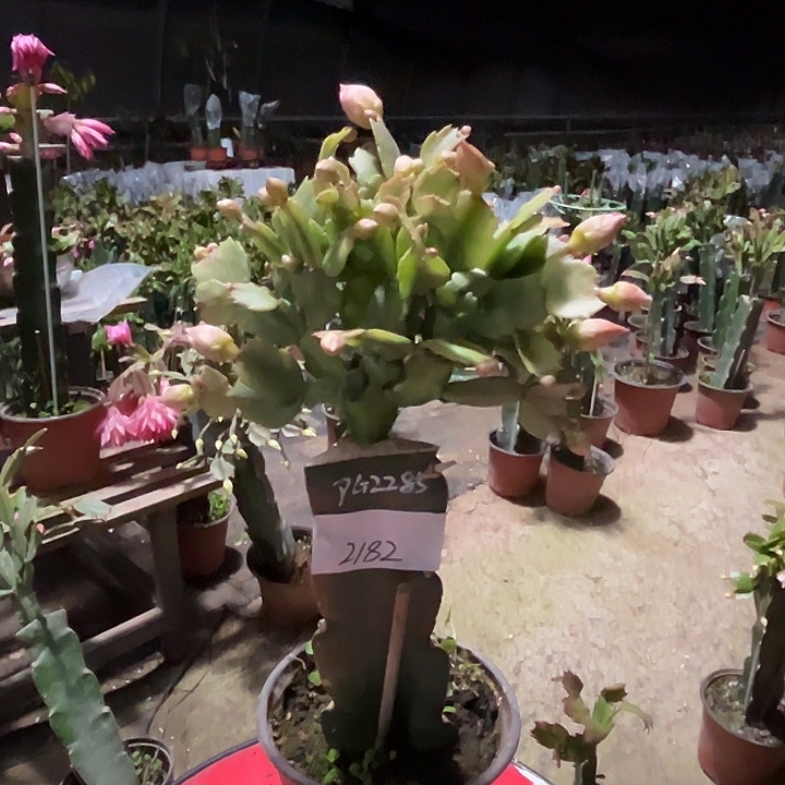 完全开放2182PG2285