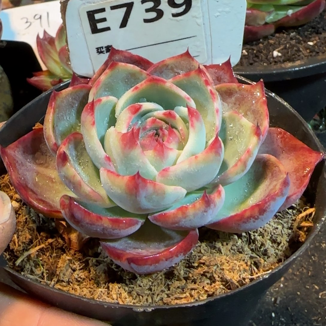 玫瑰惊鸿一物一拍包装收缩花旱739