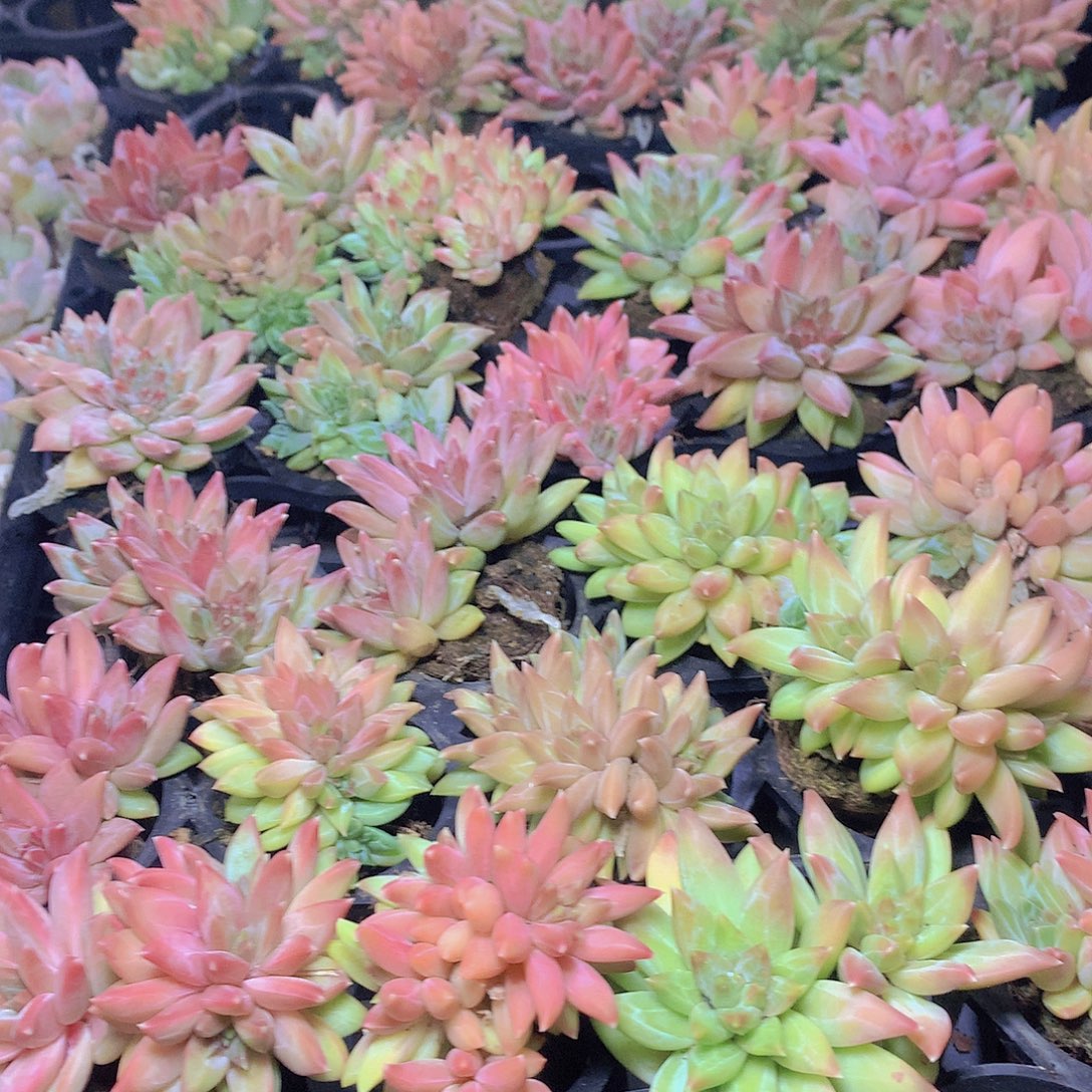 幻影美人五颗34577889999