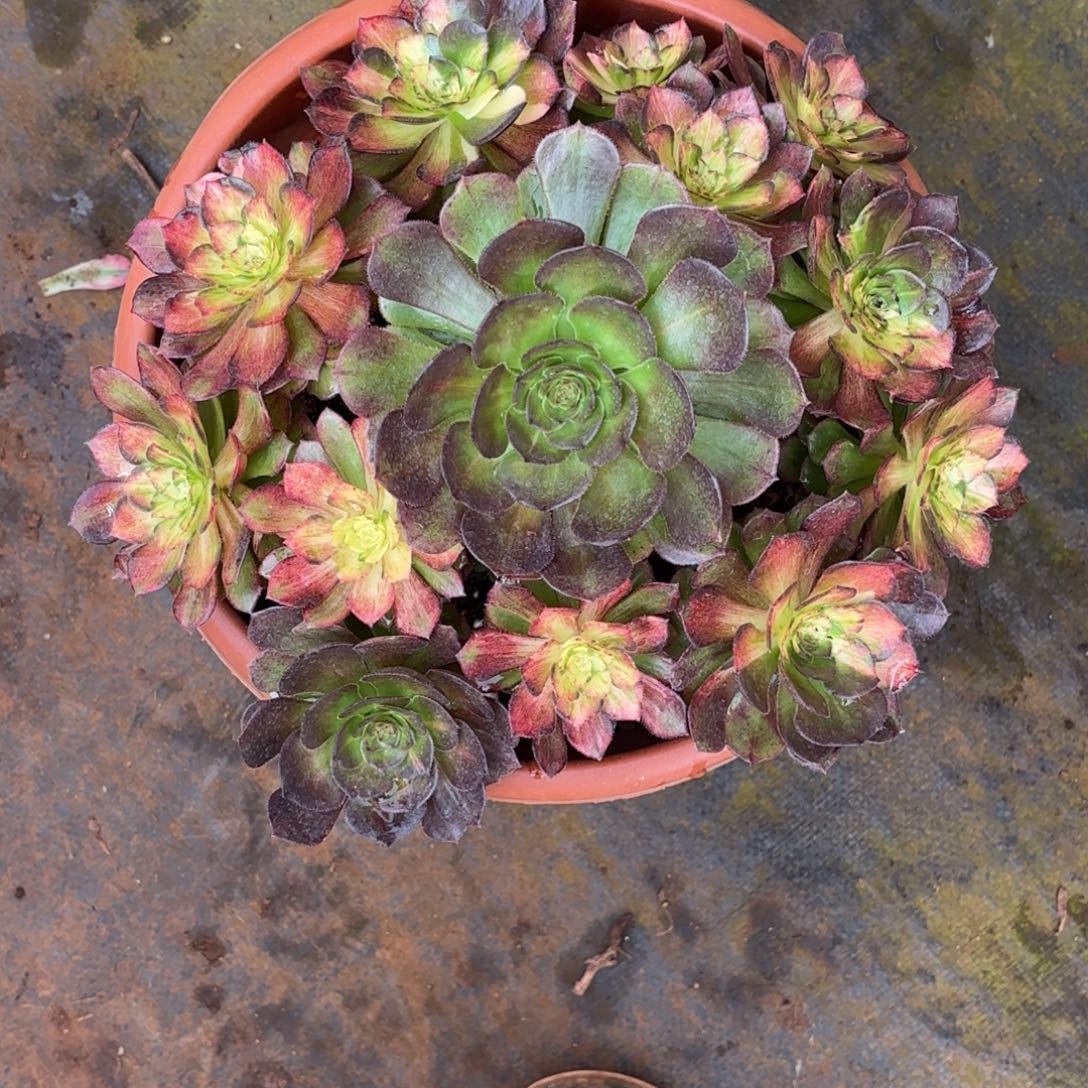 云南多肉植物海王七彩
