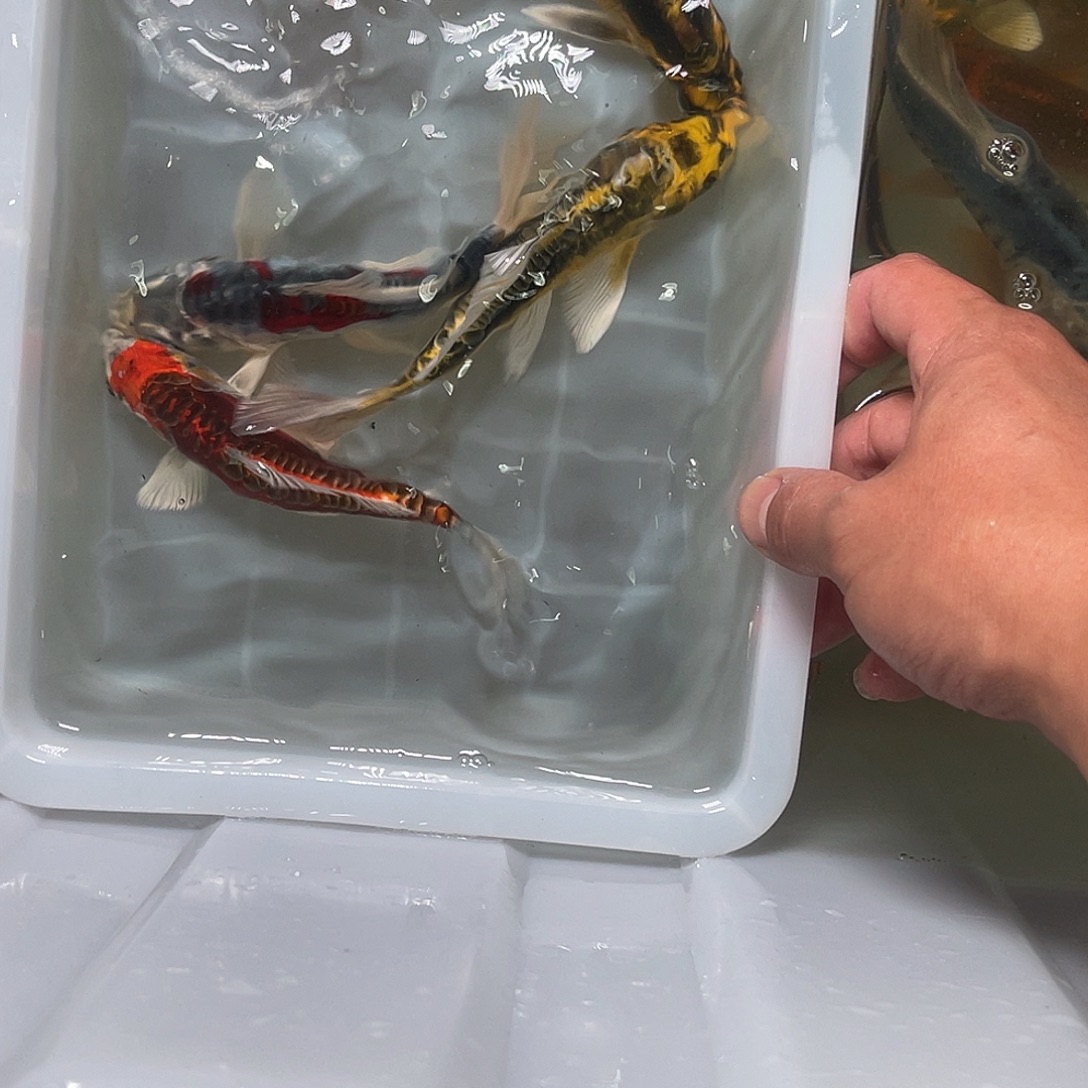 锦鲤包邮，包损，08