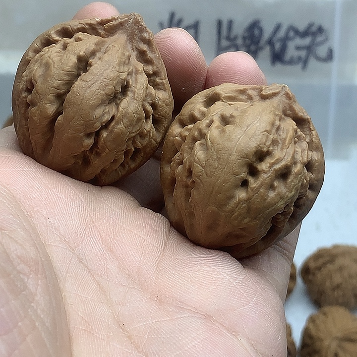 文玩核桃吊坠37 霸王龙