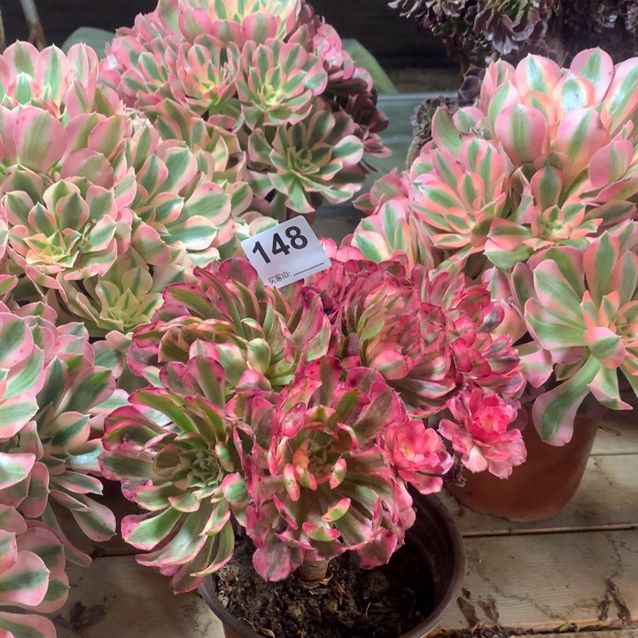 148红铜白多肉法师