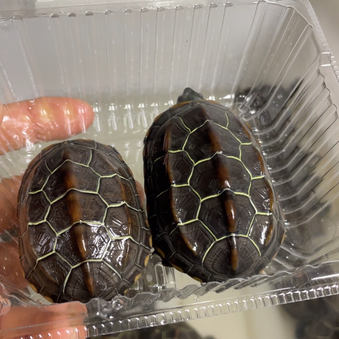 苏北金线冷水草龟