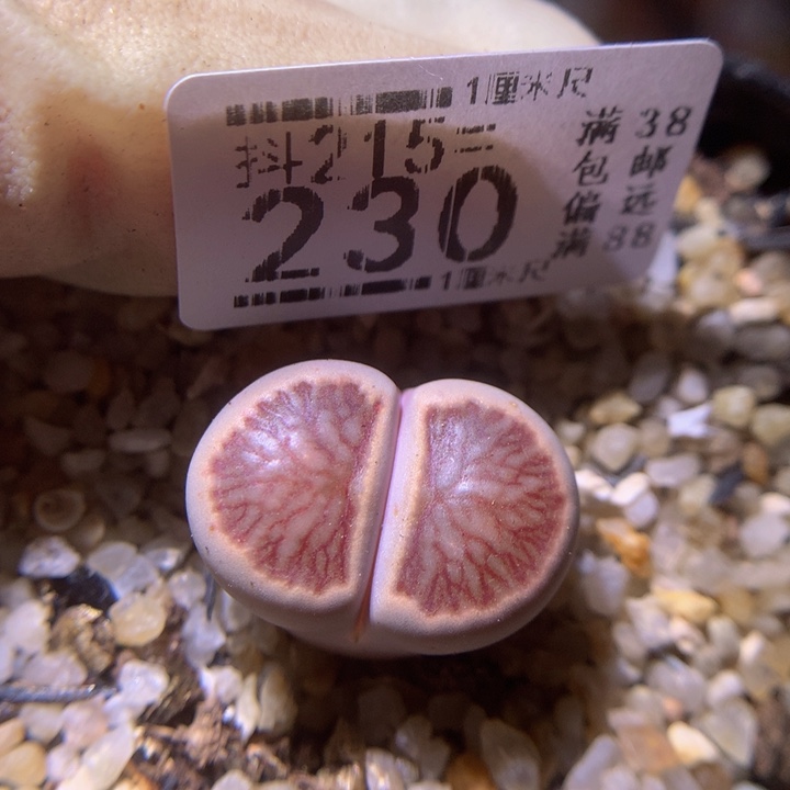 精品生石花215.230