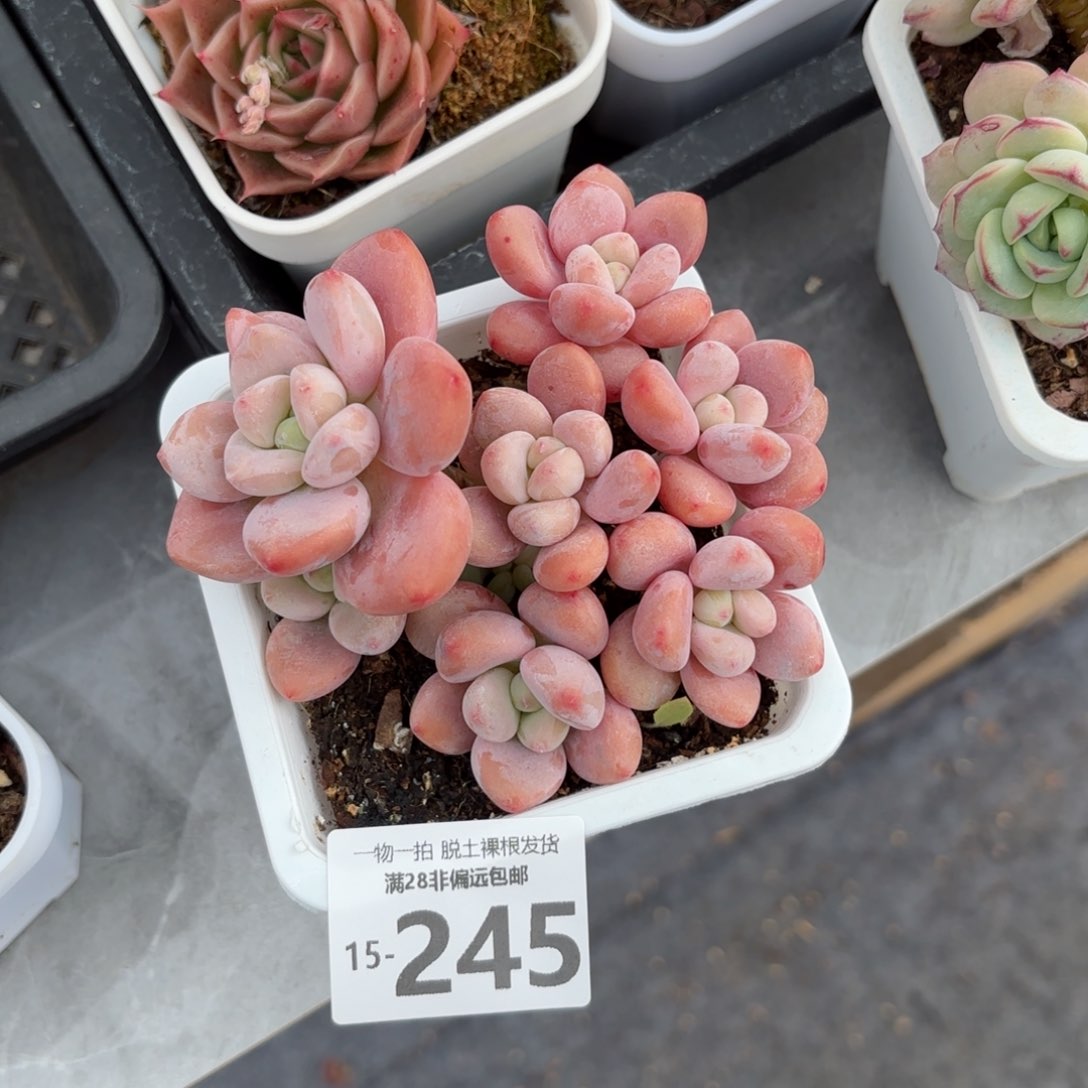 红洛神老桩多肉多肉