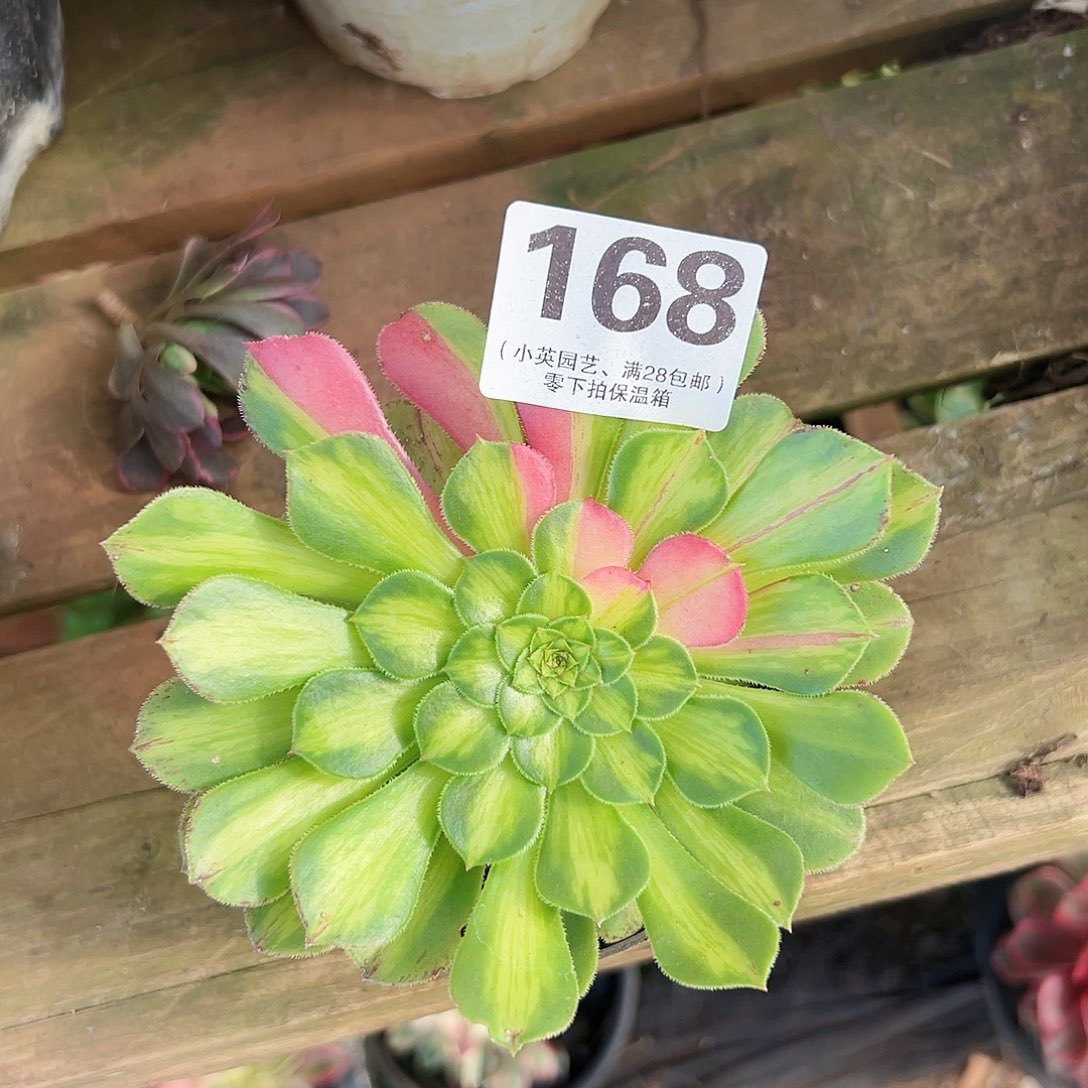 多肉植物多肉植物168