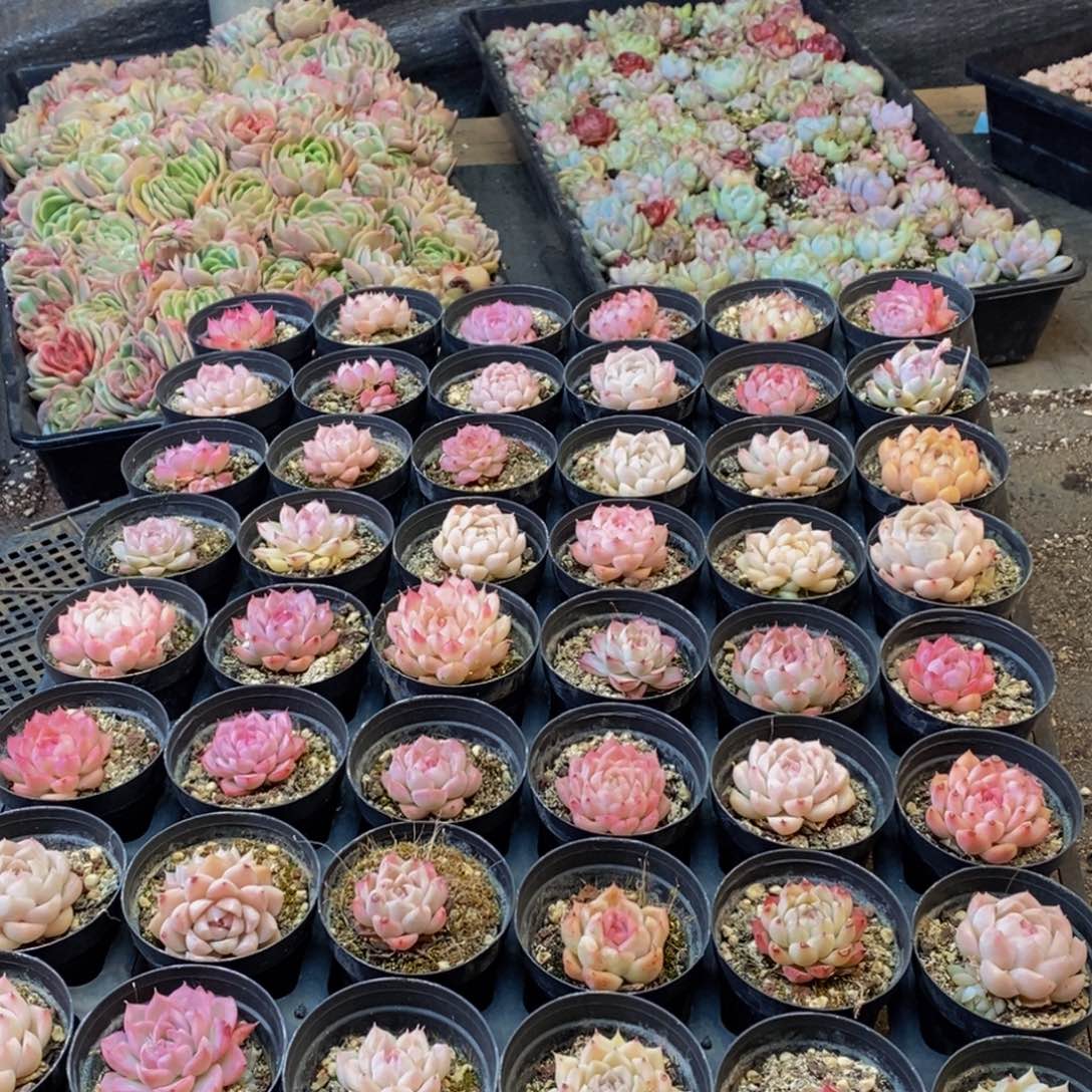 749多肉植物保护研究所所长