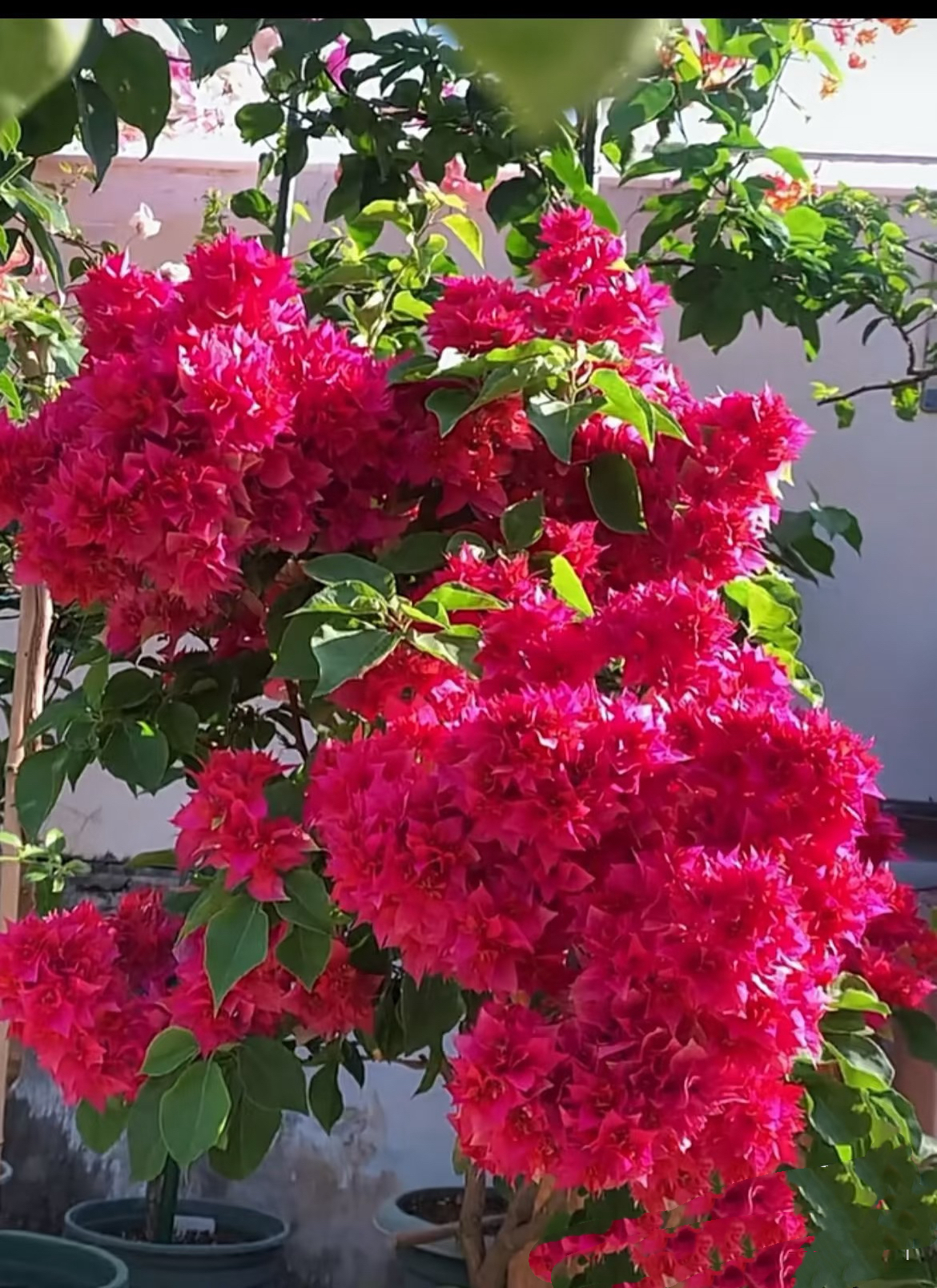 重瓣红（花开像绣球，不掉花，四季开花）一物一拍原盆原土发货