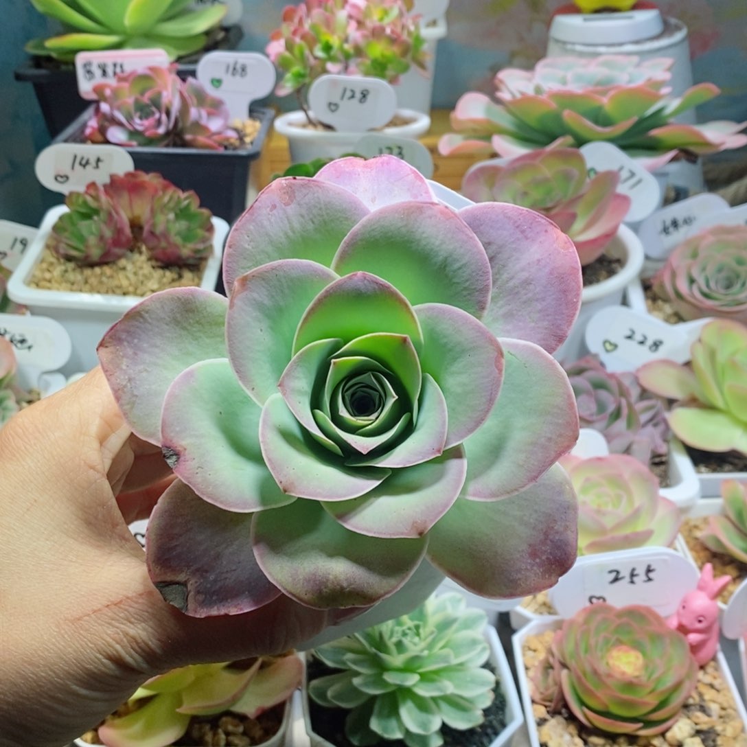 紫色潘多拉。   199。