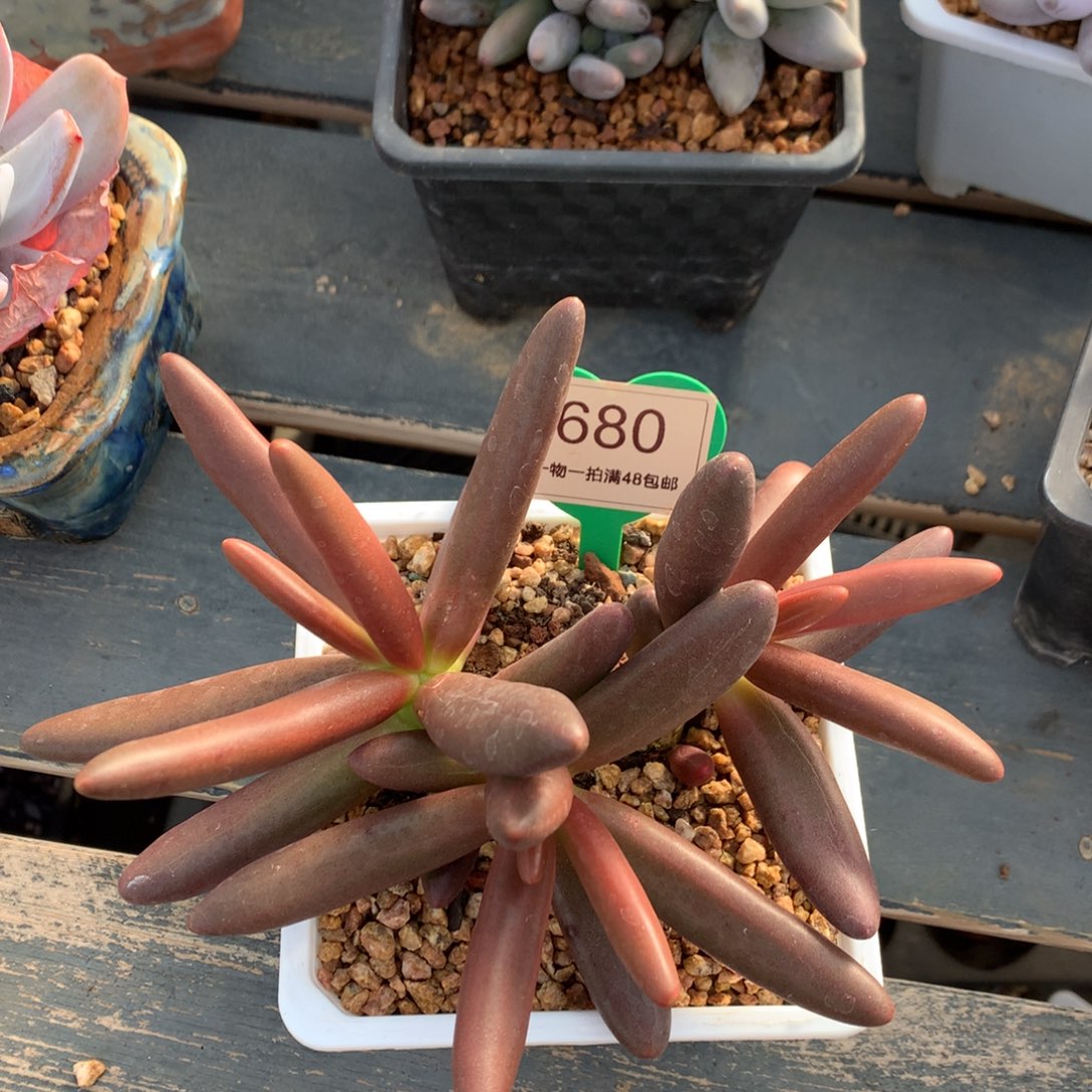 椰子树无砍一物一拍680