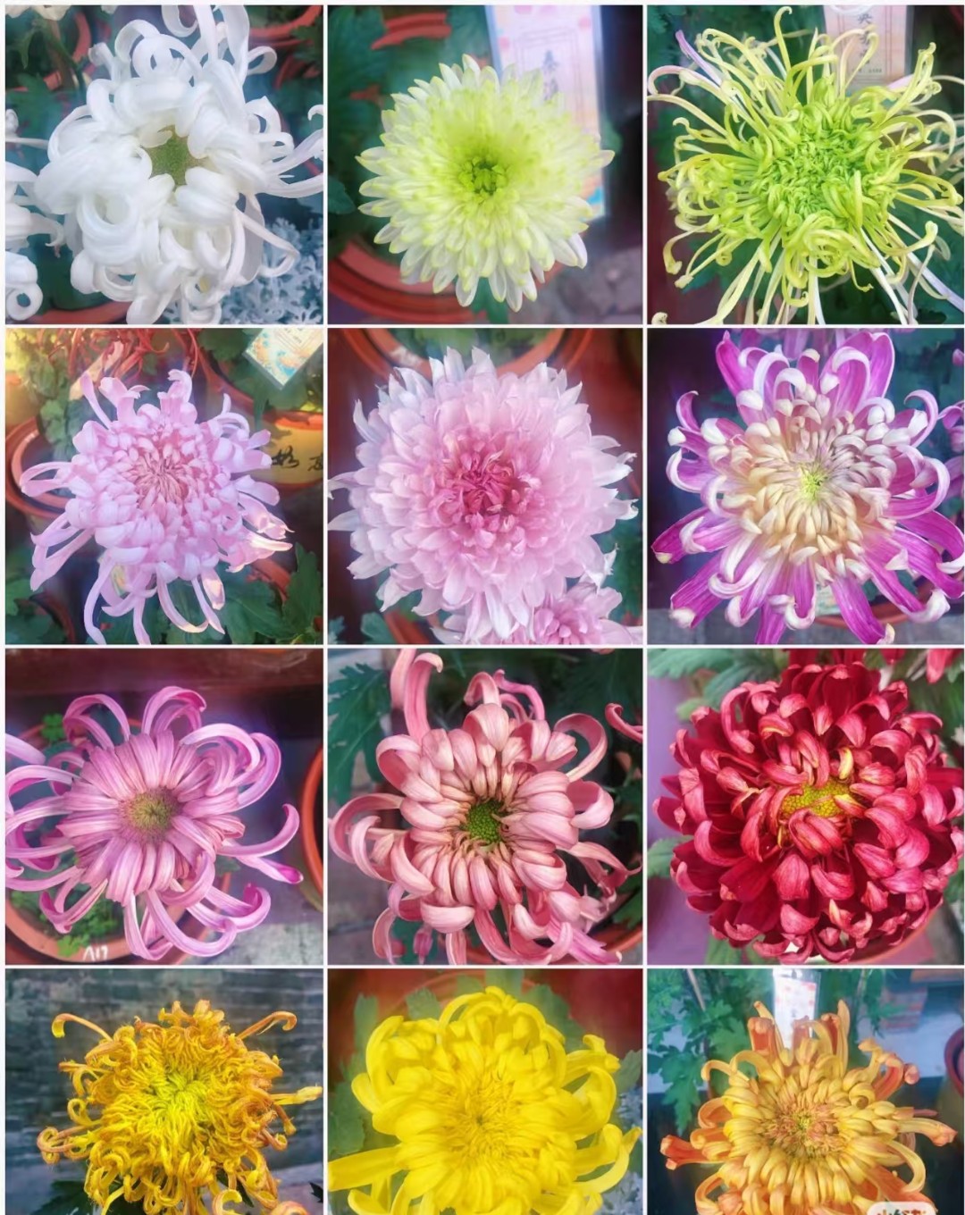 【高品质菊花一物一拍】九月大花菊阳台庭院好养护(断枝不包售后）