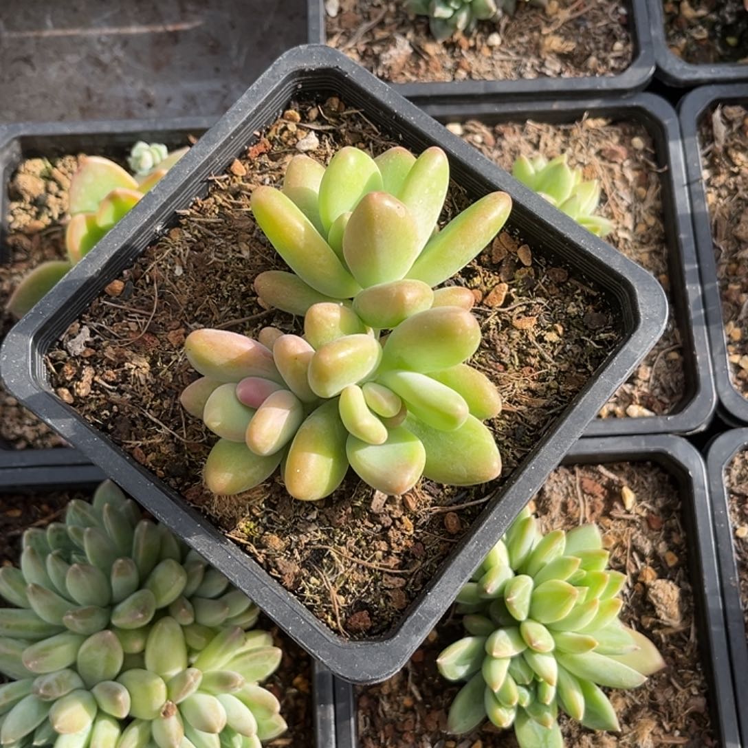 三头芒果奶 尺寸8