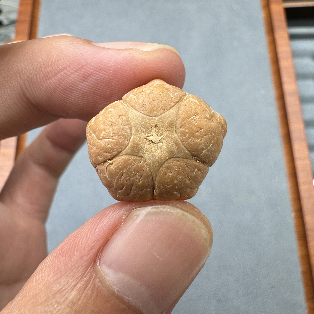 21+梅花五星上将菩提凤眼手串三通佛头，非质量问题开孔不退ck1300