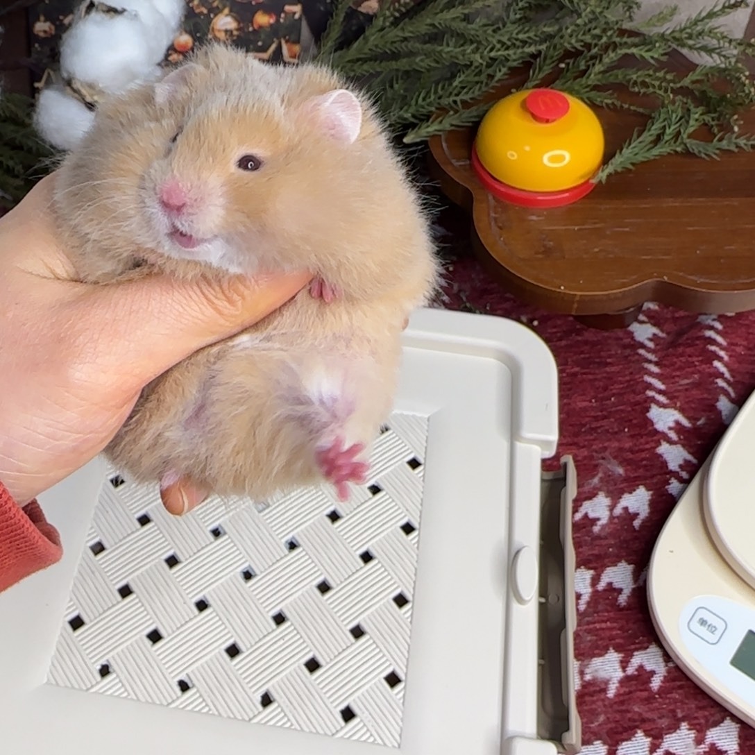 肉桂弟弟携重点色11.30