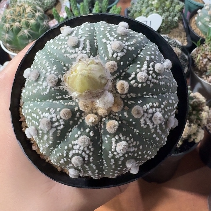 78号星兜仙人球123