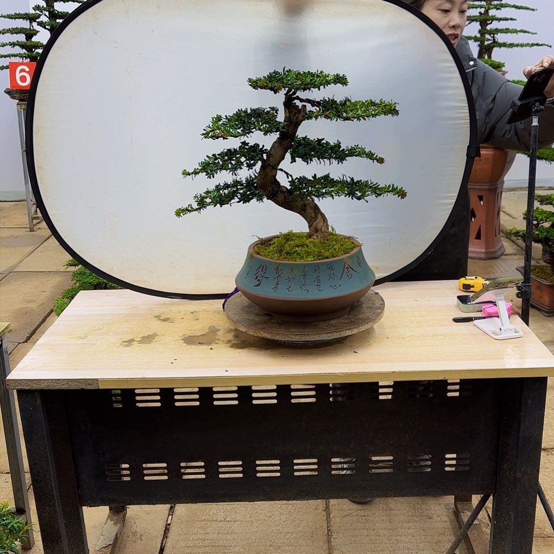 盆景直播间一物一拍