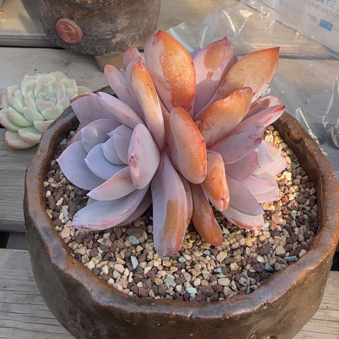 三头奶茶一物一拍