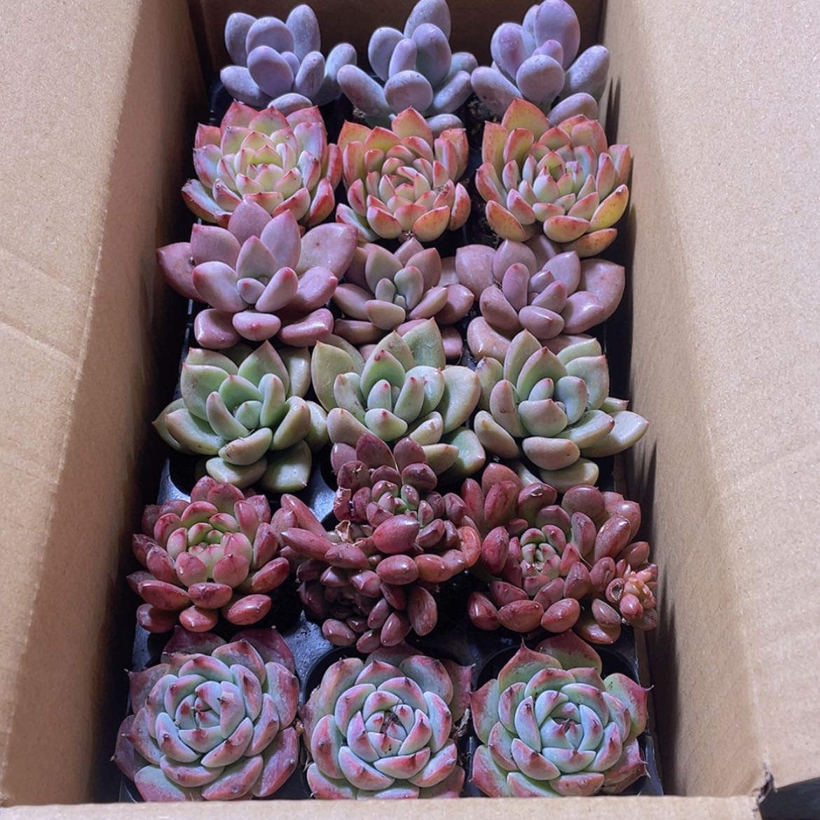 【闪购商品】【复制】18颗-152