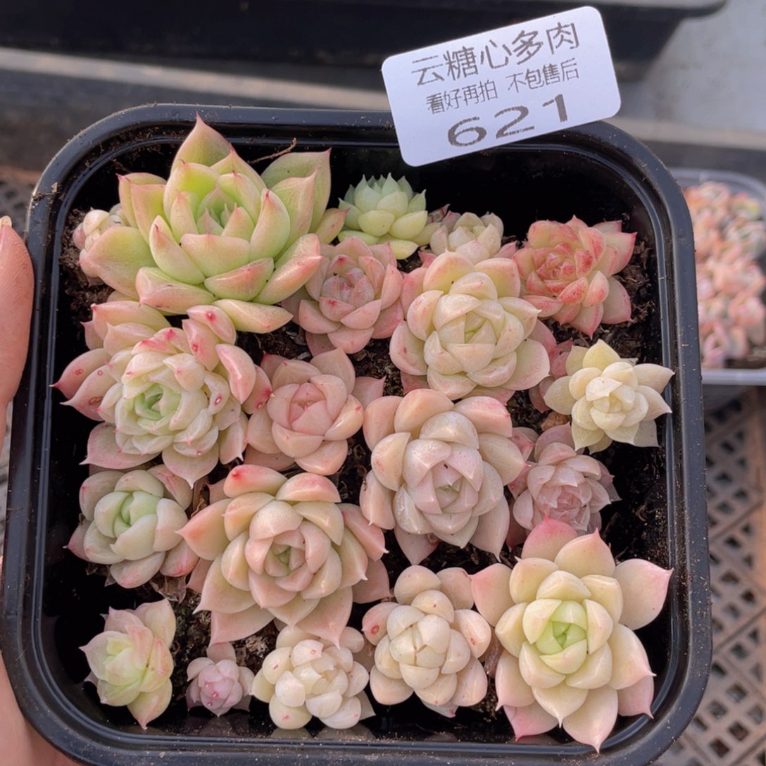 云糖心多肉植物621