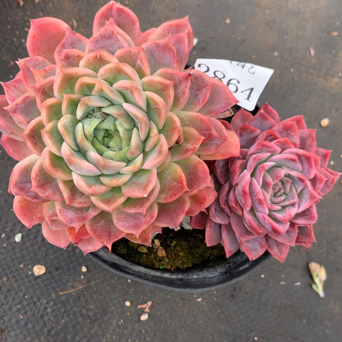 2864杂交精品基地14厘米