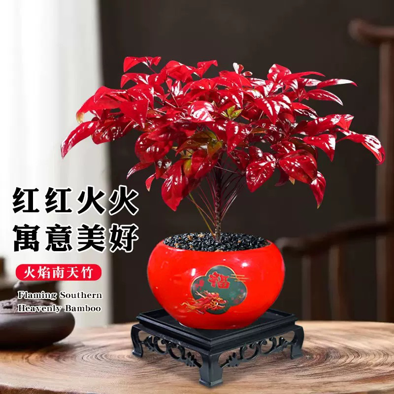 火焰南天竹带底座桌面盆栽办公室客厅高端好养耐寒年宵绿植盆栽