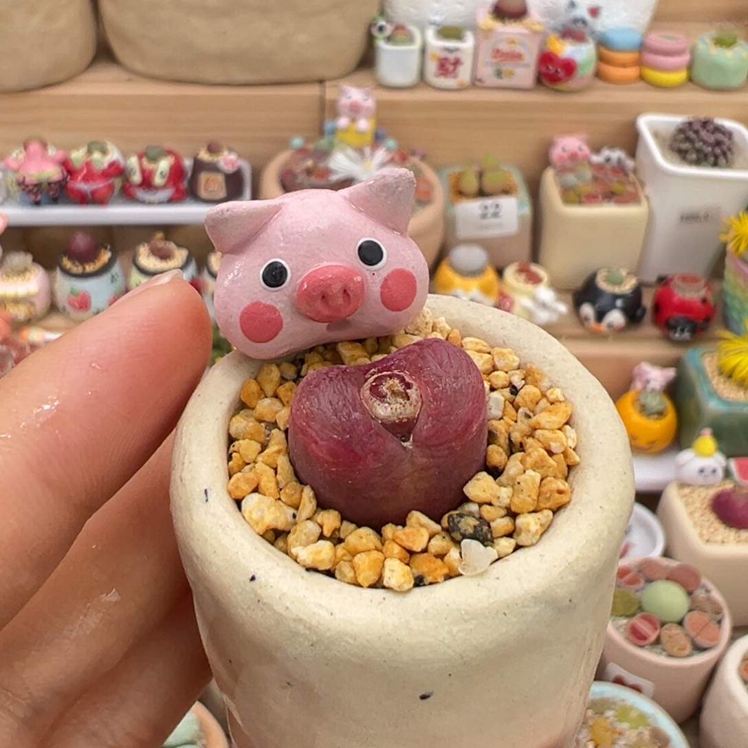 多肉植物57号拇指盆