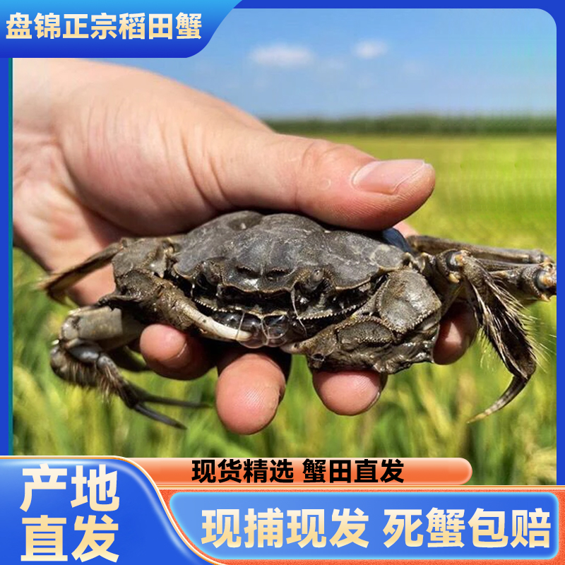 【母活蟹】盘锦河蟹正宗稻田螃蟹0.9-1.2两5斤42-55只顺丰包邮