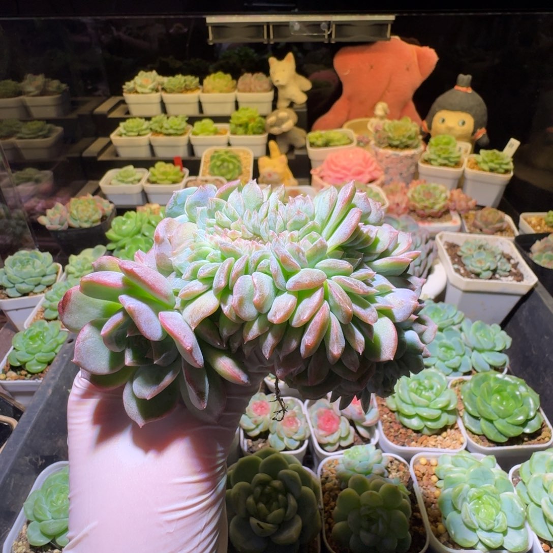 小***中小肥龙哈哈哈哈哈哈