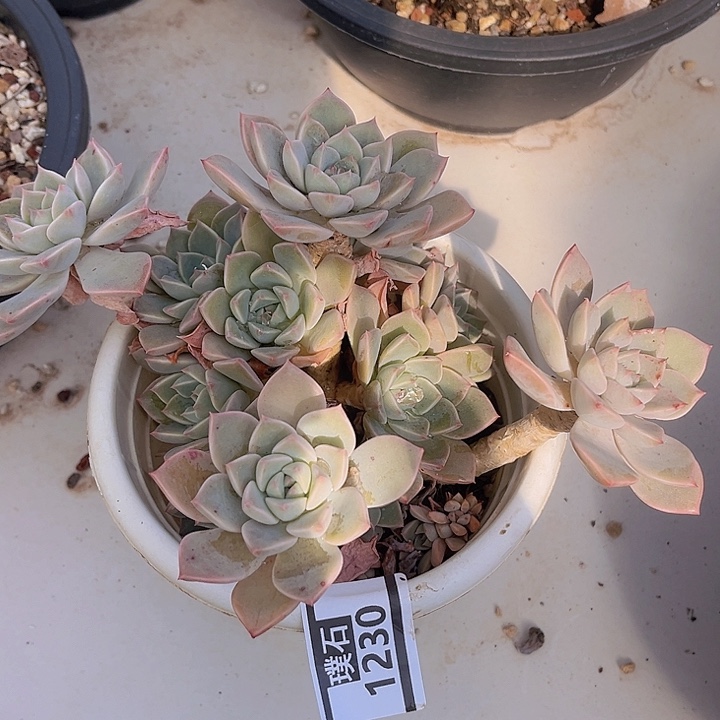 红粉佳人1230多肉植物