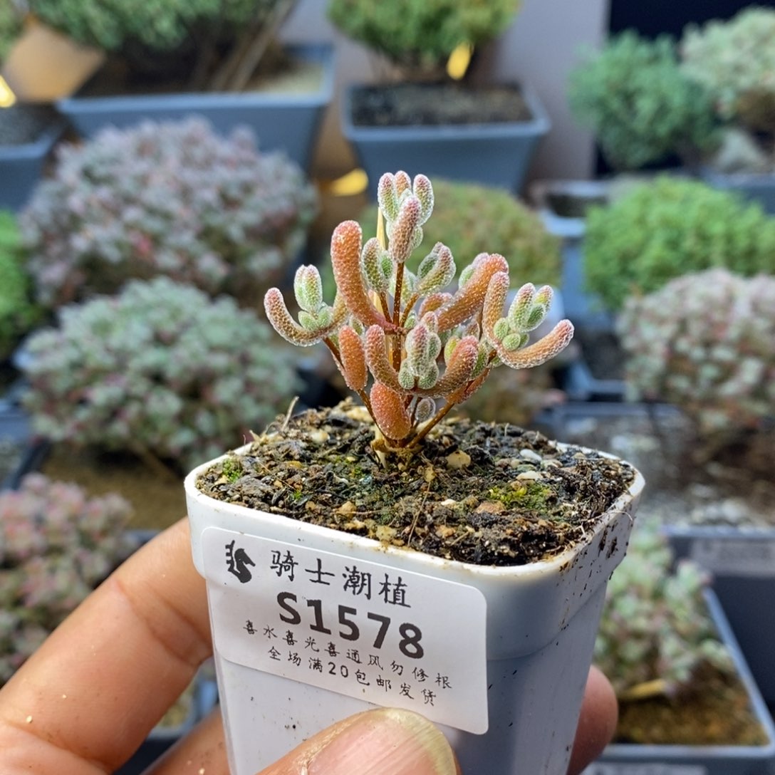 1578实生精控优选冰晶