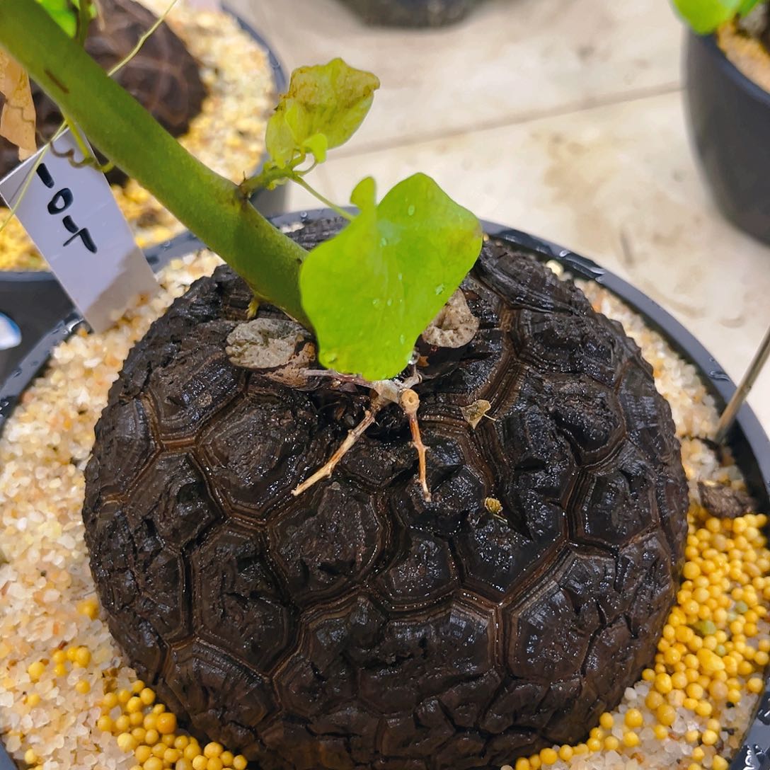 潮流植物精品黑皮南非龟1017