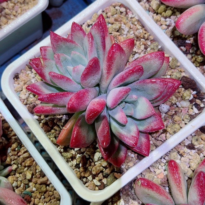 精品多肉植物老桩
